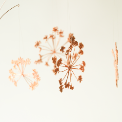 2025 Blume des Jahres Girsch