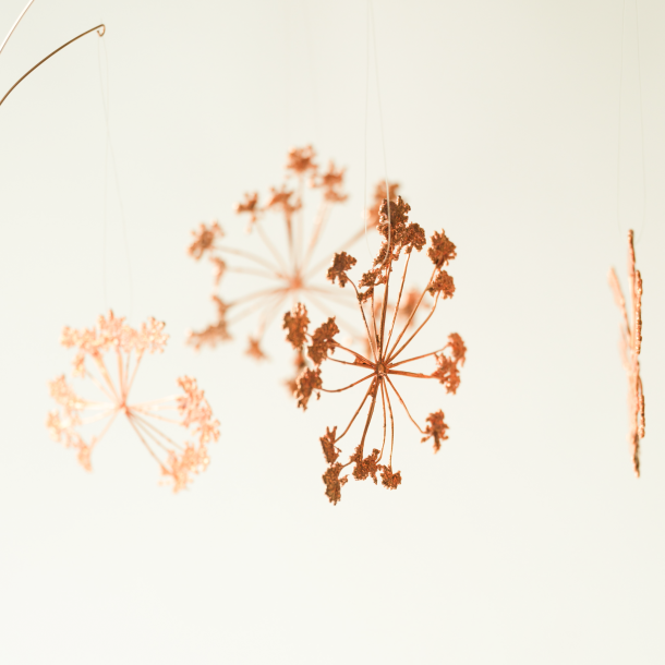 2025 Blume des Jahres Girsch