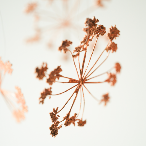 2025 Blume des Jahres Girsch