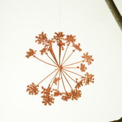 2025 Blume des Jahres Girsch