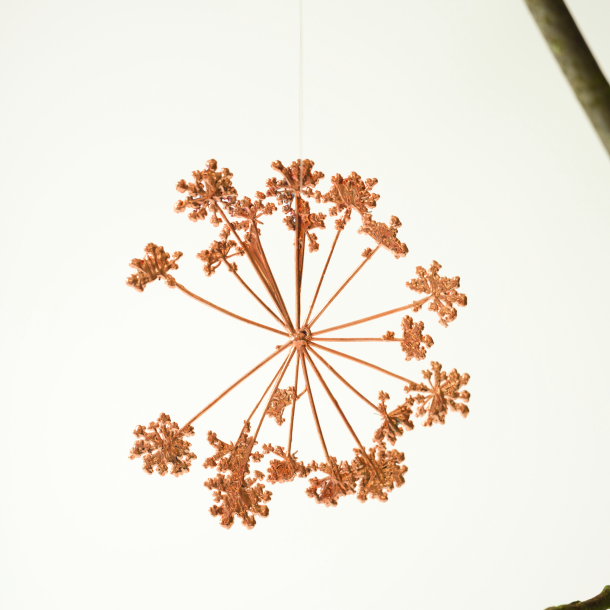 2025 Blume des Jahres Girsch