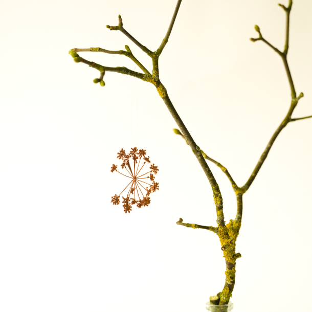 2025 Blume des Jahres Girsch