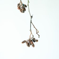 2025 Weihnachtsschmuck Erlenzapfen