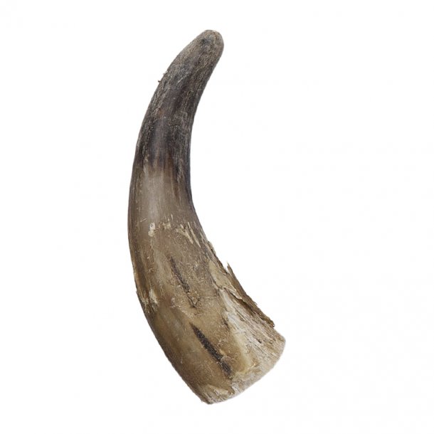 Hele ubehandlede horn 25-30 cm.