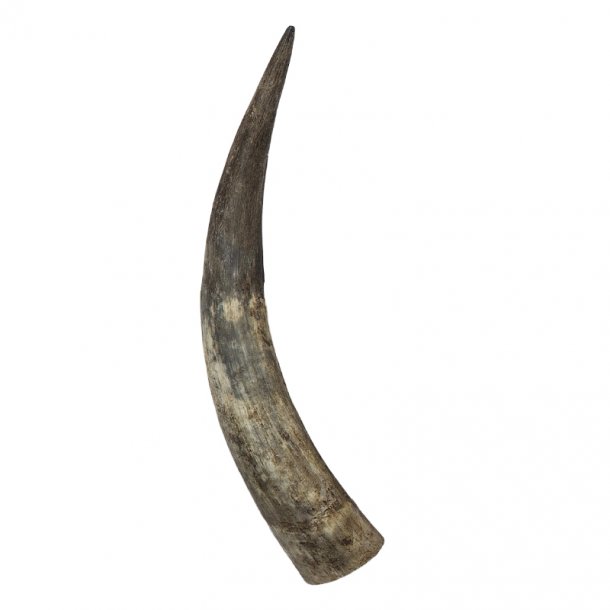 Whole unprocessed horns 30-35 cm.