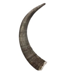 Ganze unbehandelte Hrner 35-40 cm.