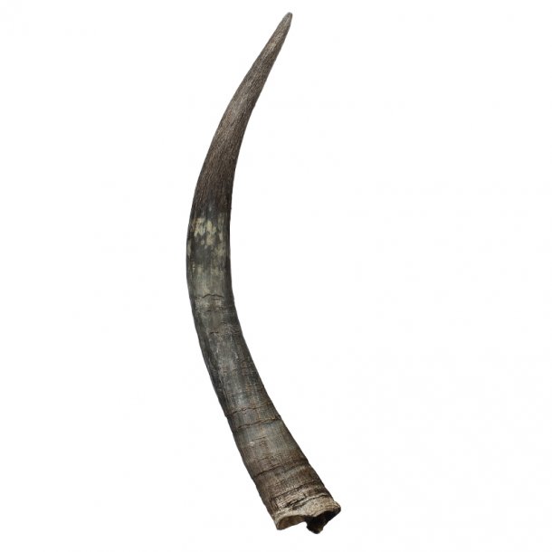 Hele ubehandlede horn 40-45 cm.