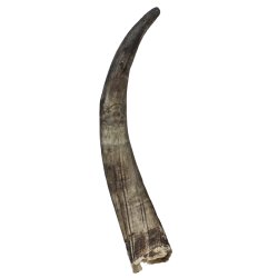 Ganze unbehandelte Hrner 60-70 cm.