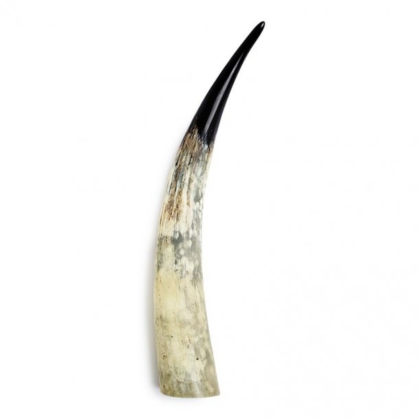 Horn Polished Tip Standing