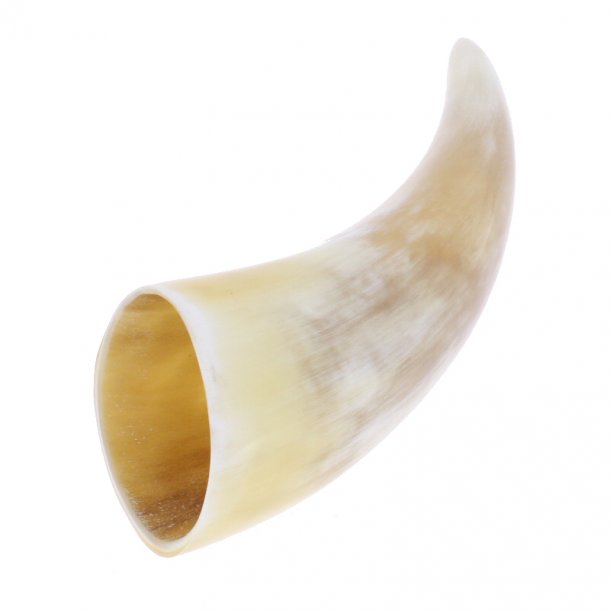 Horn von Skandinavischen Rindern 15-20 cm.