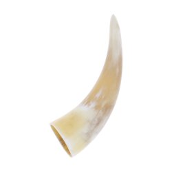 Horn von Skandinavischen Rindern 15-20 cm.