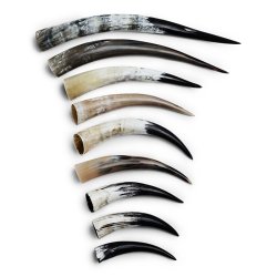 Polierte Hrner 25-30 cm.