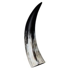 Polierte Hrner 25-30 cm.