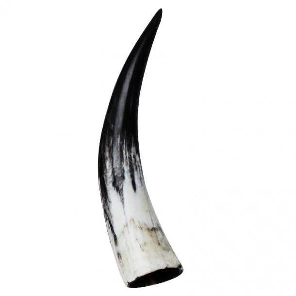 Polished horns 30-35 cm.