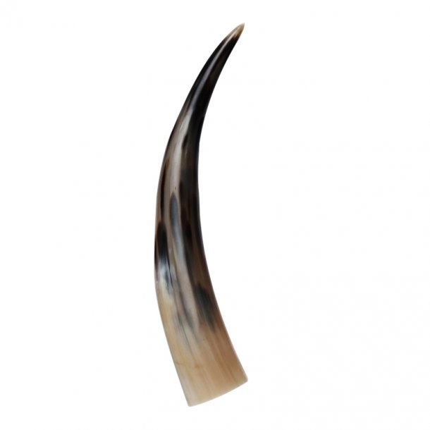 Polished horns 35-40 cm.