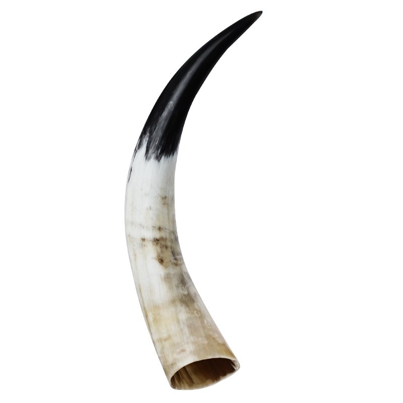 Polished horns 40-45 cm | Hornvarefabrikken - BUY ONLINE