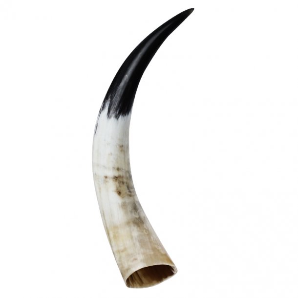 Polished horns 40-45 cm.