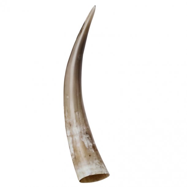 Polished horns 45-50 cm.