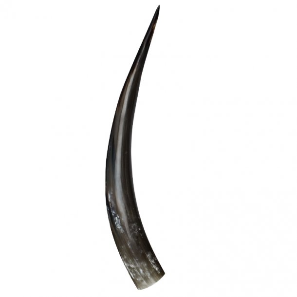 Polished horns 60-70 cm.