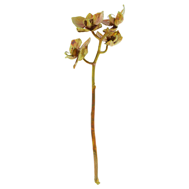 Flower Orchid Cold Copper