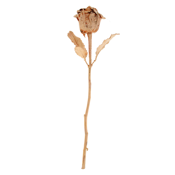 Blomst Rose Kobber