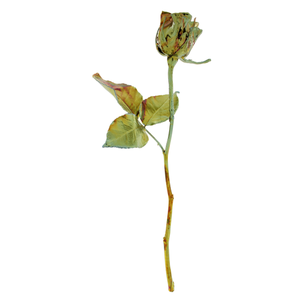 Blomst Rose Kold Kobber