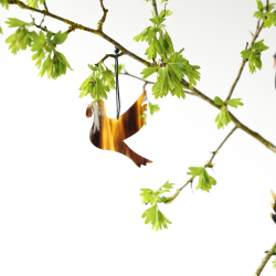 Friedenstaube aus Horn