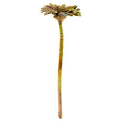 Blume Gerbera Kalt Kupfer