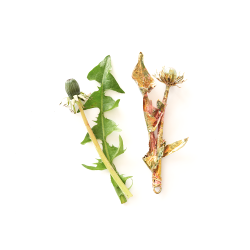 2024 Blume des Jahres Lwenzahn Forslvningsfabrikken