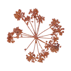 2025 Blume des Jahres Girsch