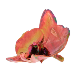 Blume Orchidee kopf Kalt Kupfer