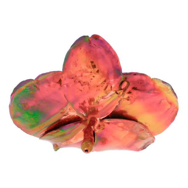 Blume Orchidee kopf Kalt Kupfer