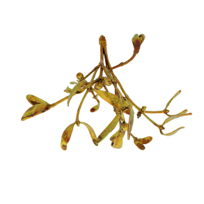 Blume Mistelzweig gro kalt kupfer