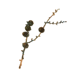 Blume Lrchenzweig gross grnspan 