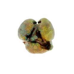 Flower Tulip Cold Copper