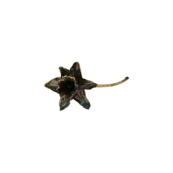 Blume Narzisse grnspan