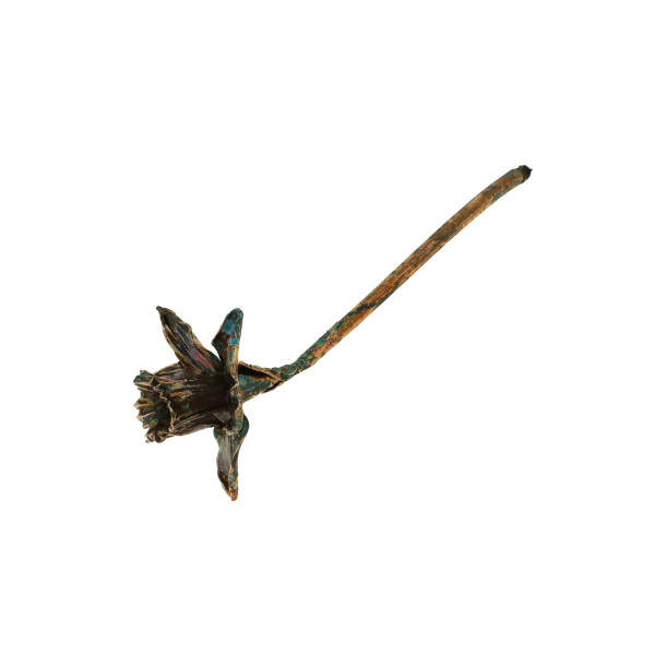 Blume Narzisse grnspan