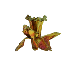 Blume Narzisse Kopf Kalt Kupfer