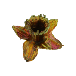 Blume Narzisse Kopf Kalt Kupfer