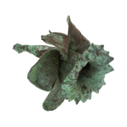 Blume Narzisse Kopf grnspan