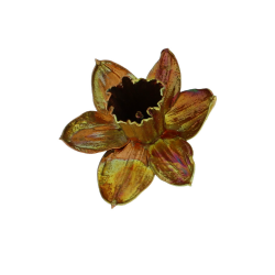 Blume Narzisse Tete a tete Kalt Kupfer