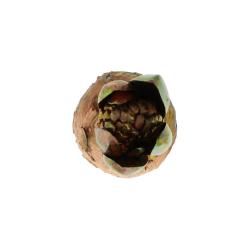 Blume Hyazinthe Kalt Kupfer