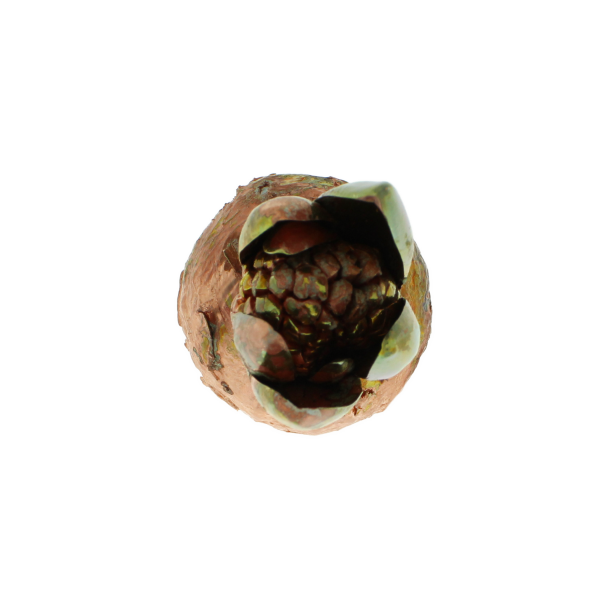 Blume Hyazinthe Kalt Kupfer