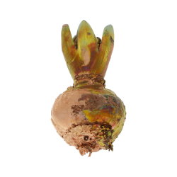 Blume Hyazinthe Kalt Kupfer