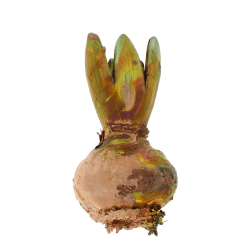 Blume Hyazinthe Kalt Kupfer