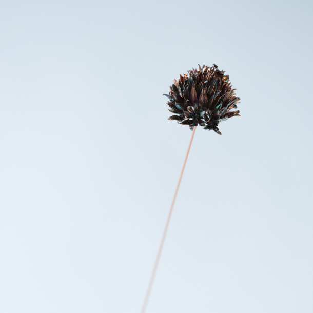 Flower chives verdigris patina