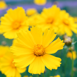 Flower Oxeye copper-plated verdigris patina