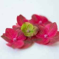 Flora Hortensia vedhng forgyldt