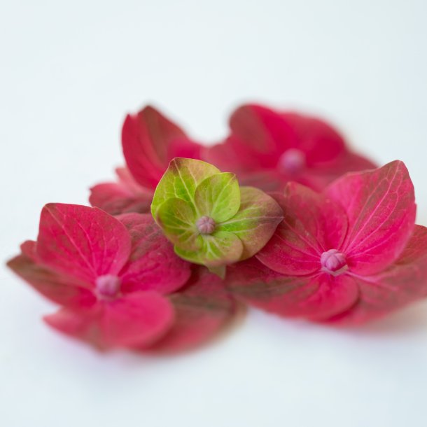 Flora Hortensia vedhng forgyldt