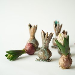 Blume Hyazinthe grnspan